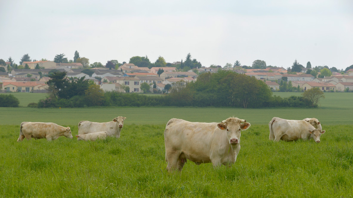 Vaches au pâturage près de Chauray ©Darri Vaches au pâturage près de Chauray