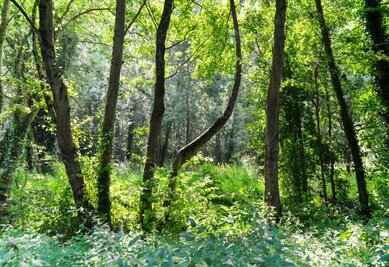 Sous-bois dense et lumineux, hauts arbres aux troncs élancés et végétation luxuriante formant un écosystème naturel foisonnant