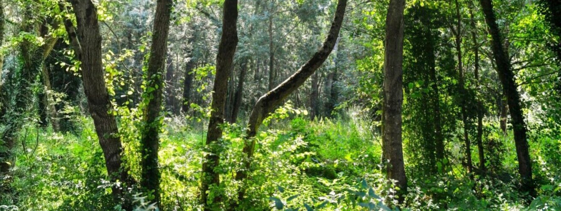 Sous-bois dense et lumineux, hauts arbres aux troncs élancés et végétation luxuriante formant un écosystème naturel foisonnant
