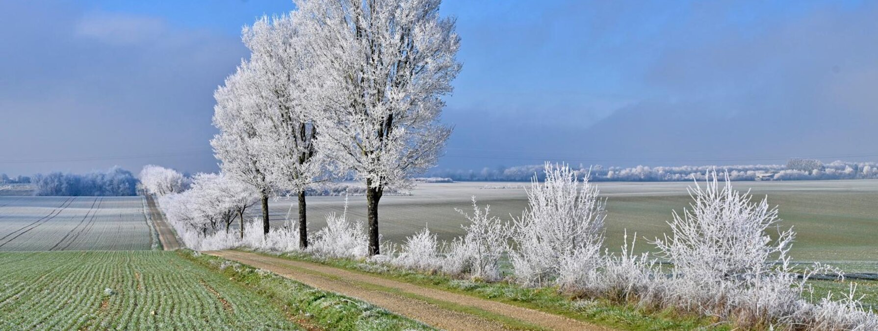Paysage rural hivernal avec des arbres couverts de givre et des champs gelés sous un ciel bleu